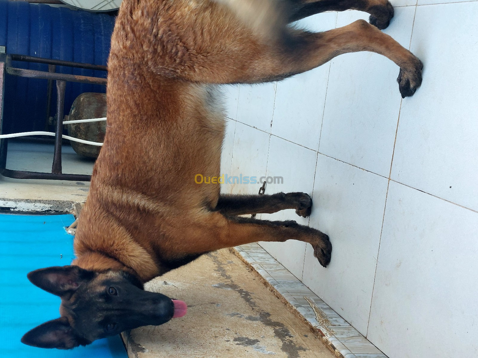 Malinois charboni 