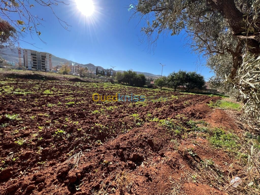 Vente Terrain Tlemcen Nedroma