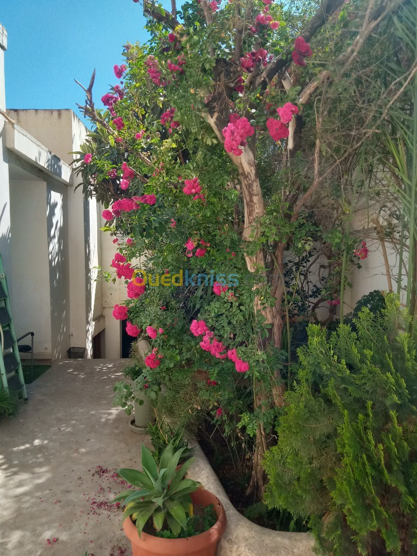 Vente Villa Alger Birkhadem