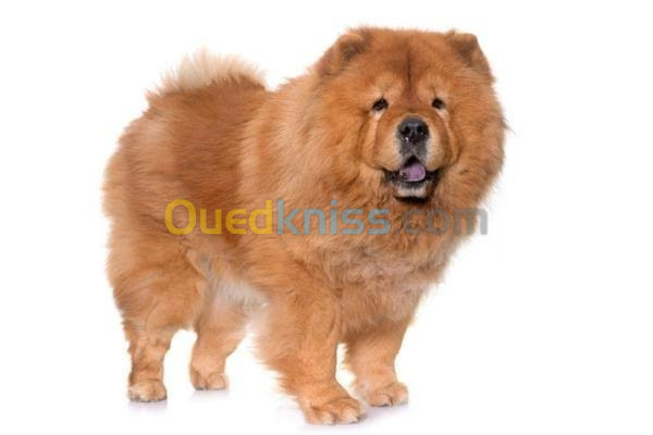 chow chow pour le couplage