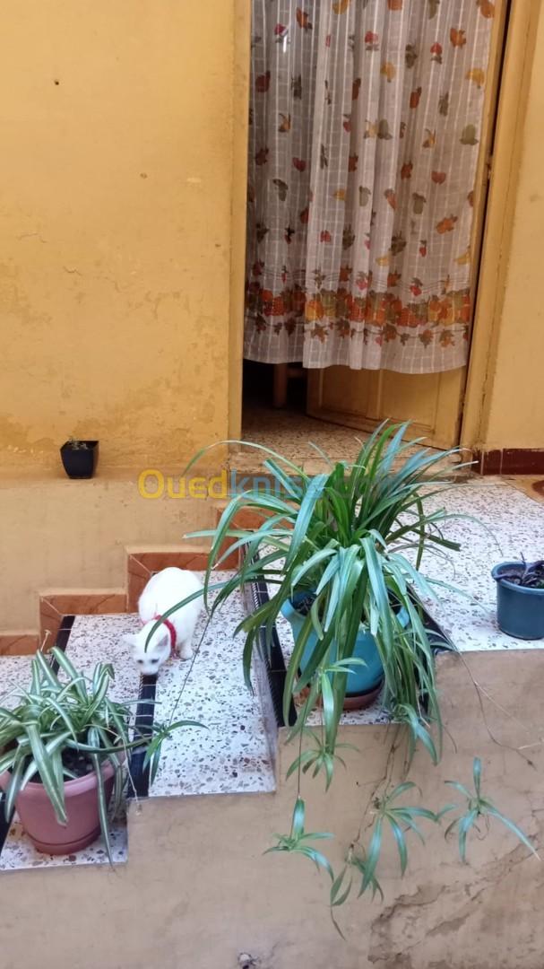 Vente Appartement F8 Tlemcen Tlemcen