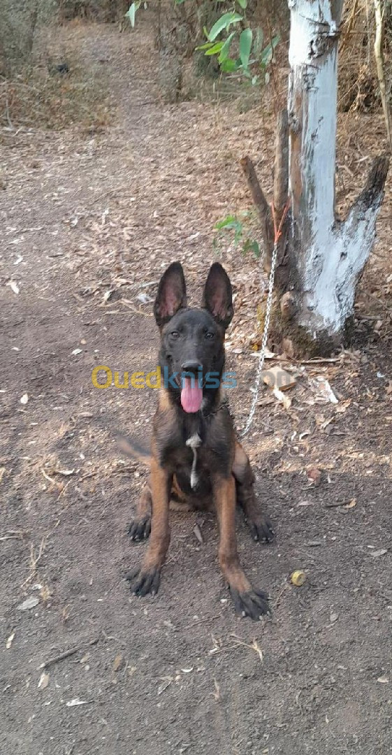 Chien malinois 4.5 mois 