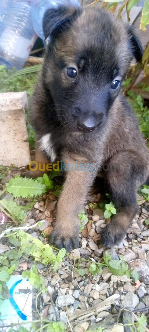 Chiots malinois 