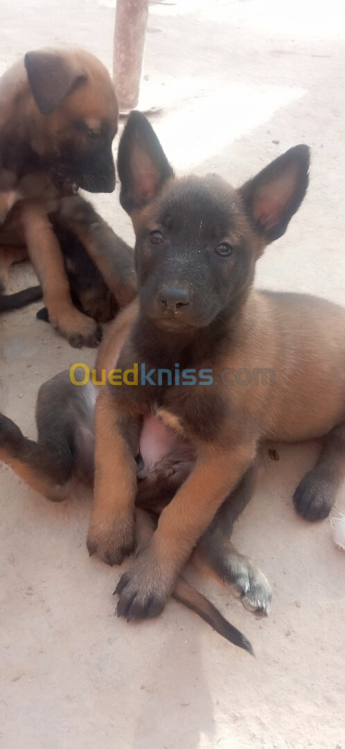 Chiots Belge malinois 