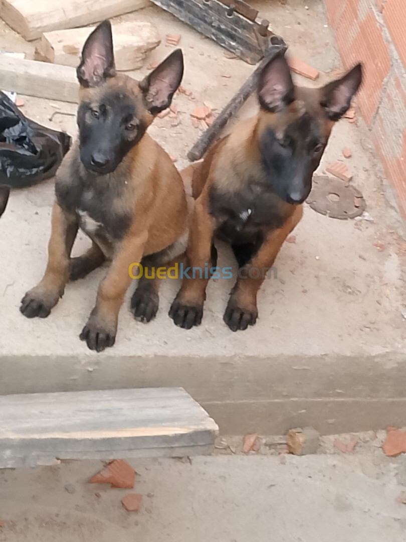 Chiots belge malinois classique 