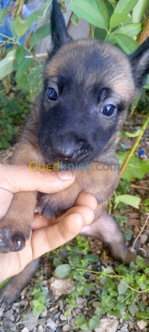 Chiots malinois 