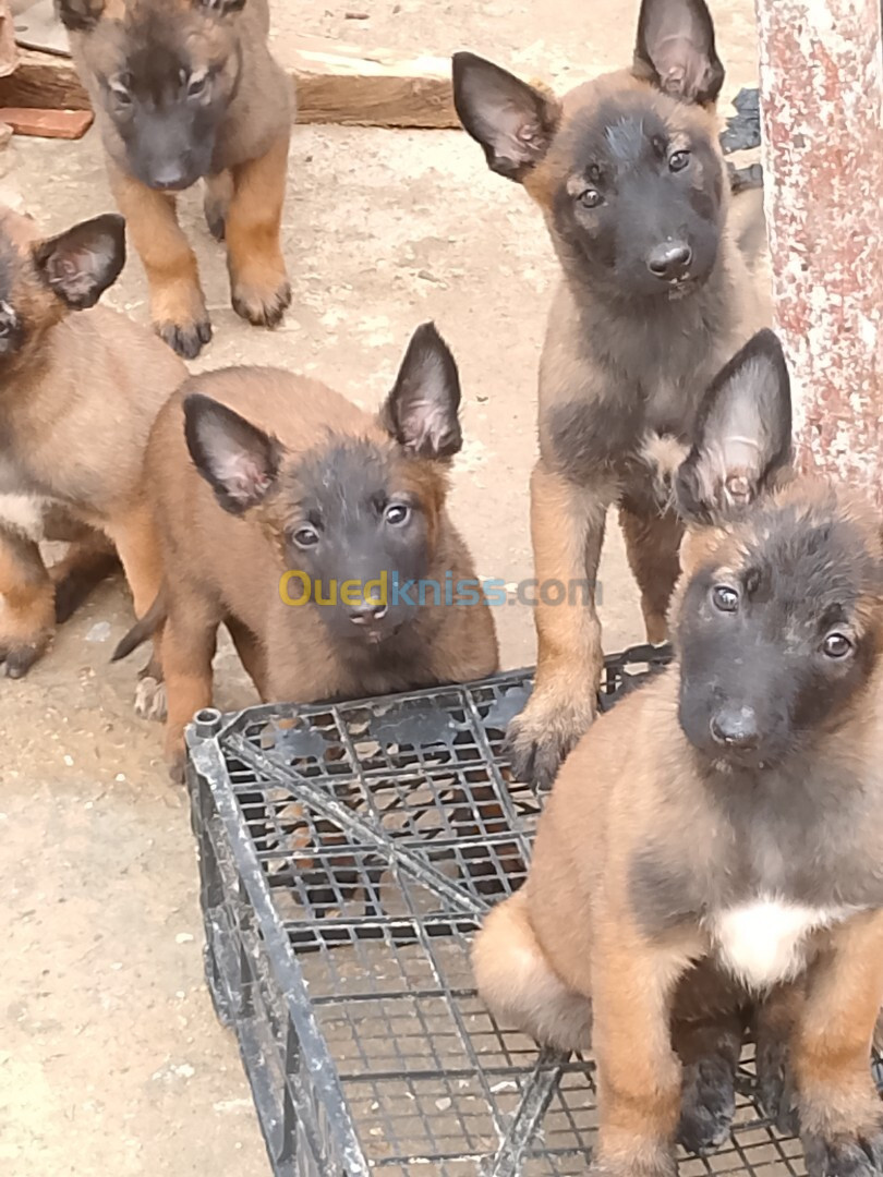 Chiots belge malinois pure race 