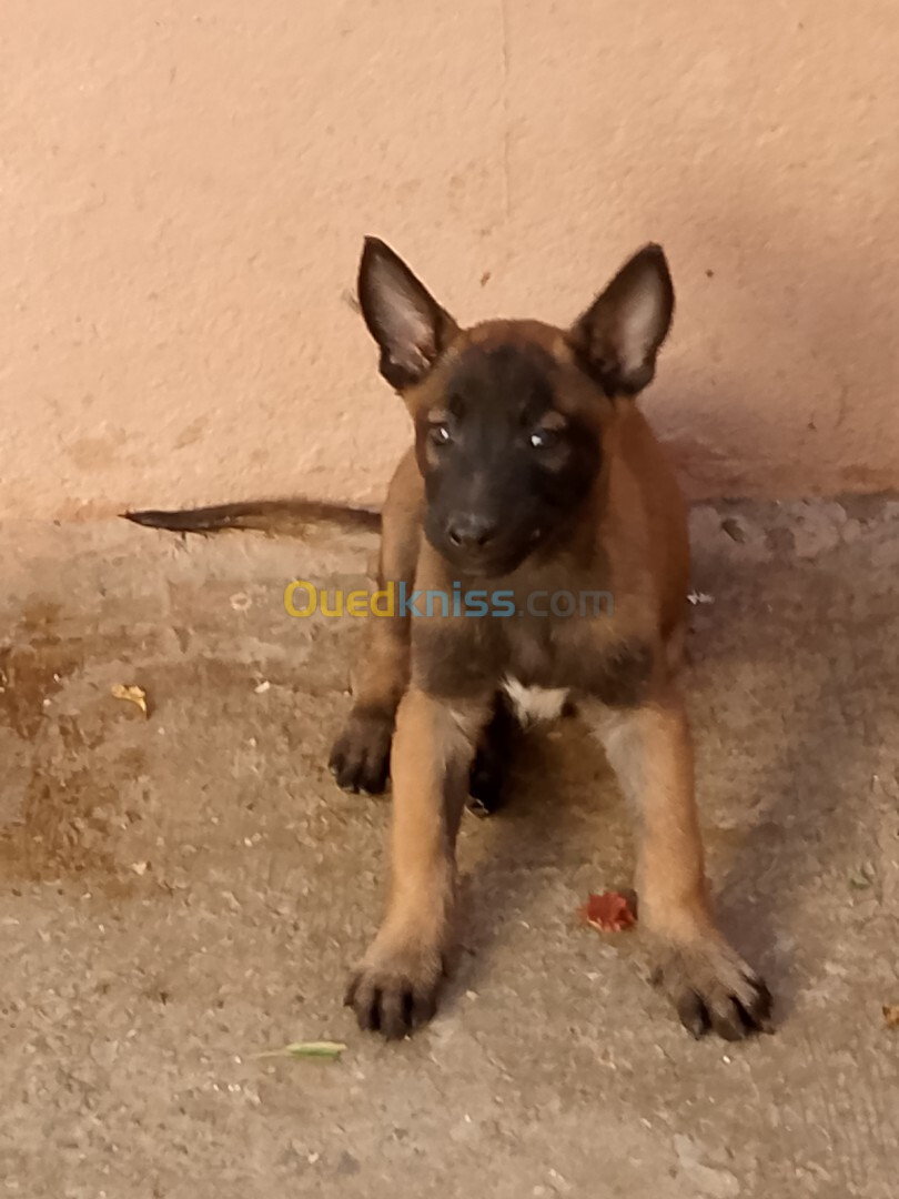 Chiots belge malinois 