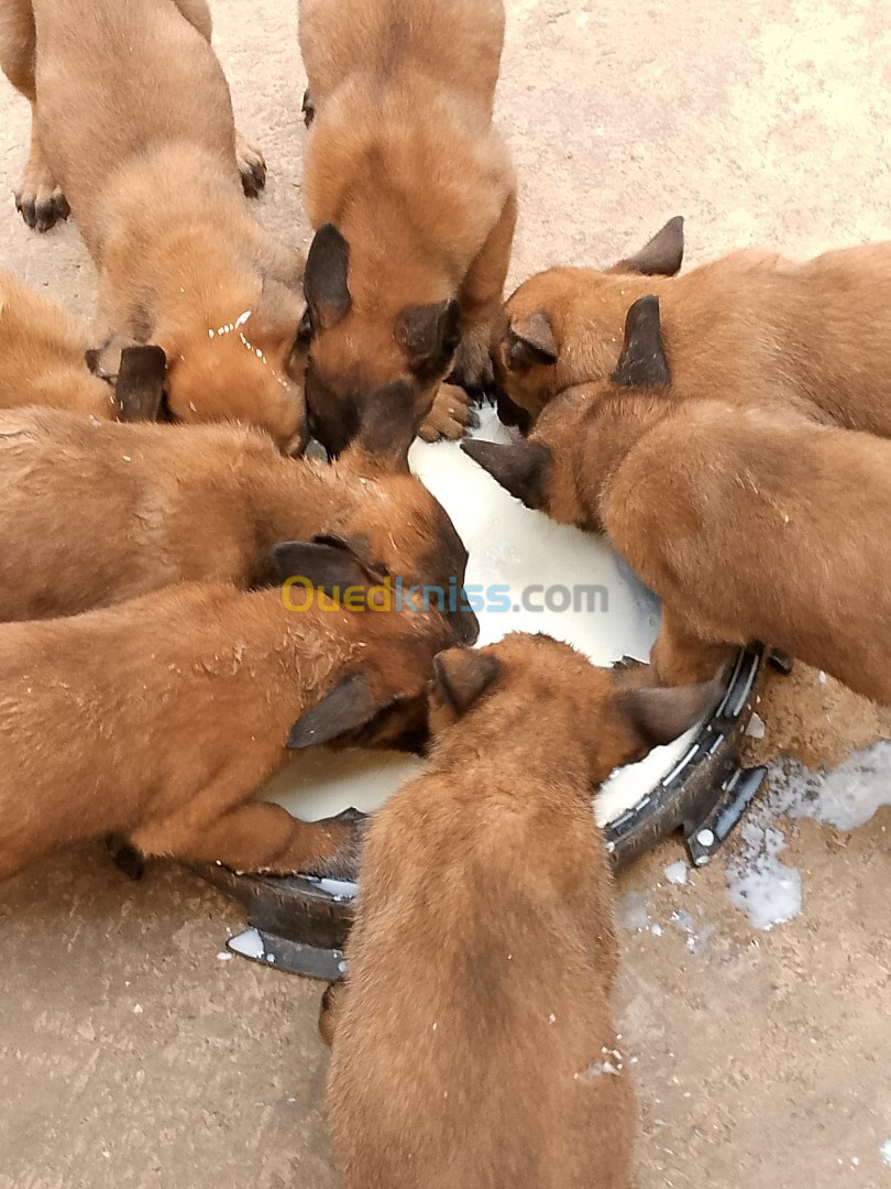 Chiots belge malinois 