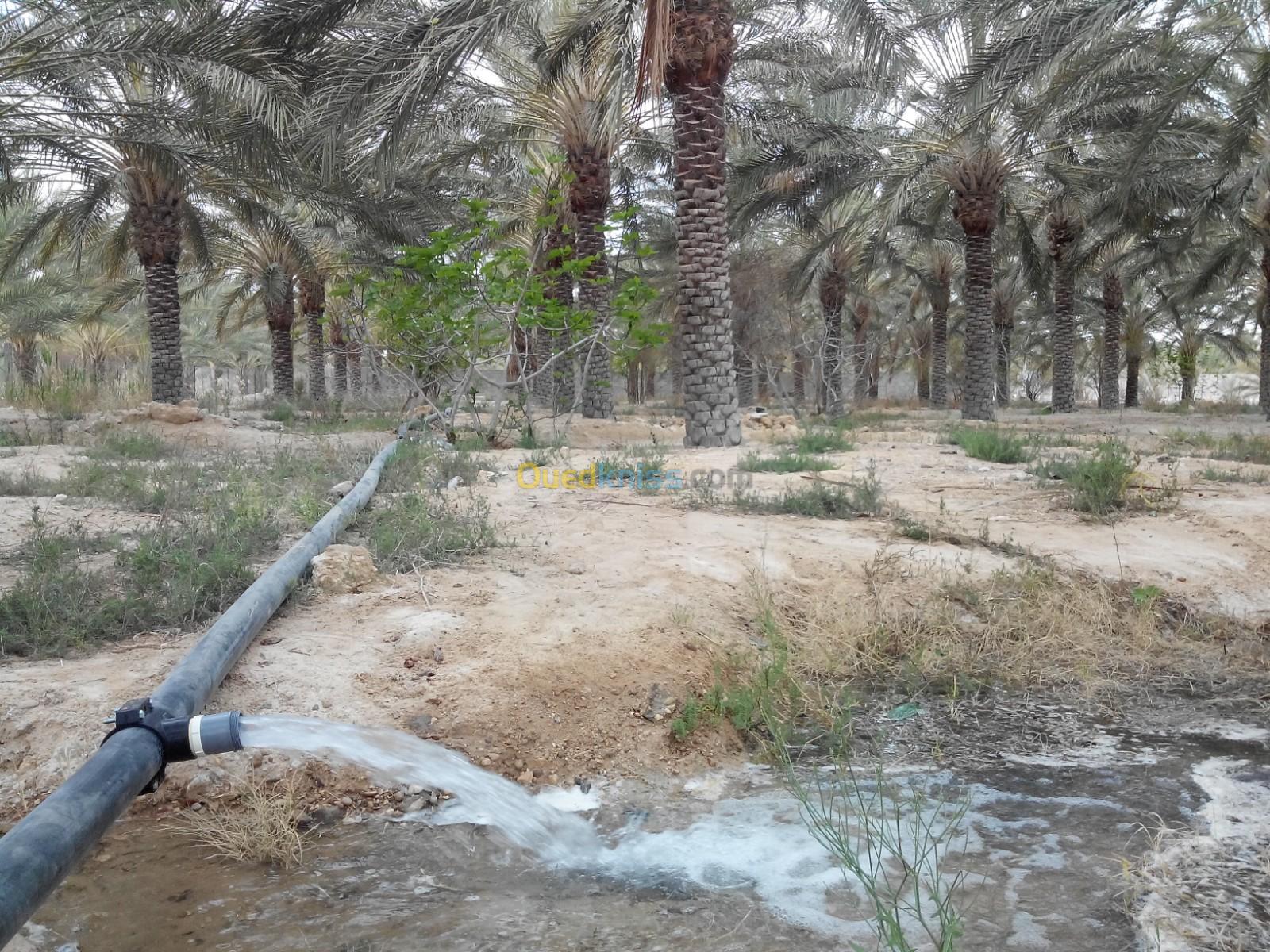 Vente Terrain Agricole Biskra Tolga