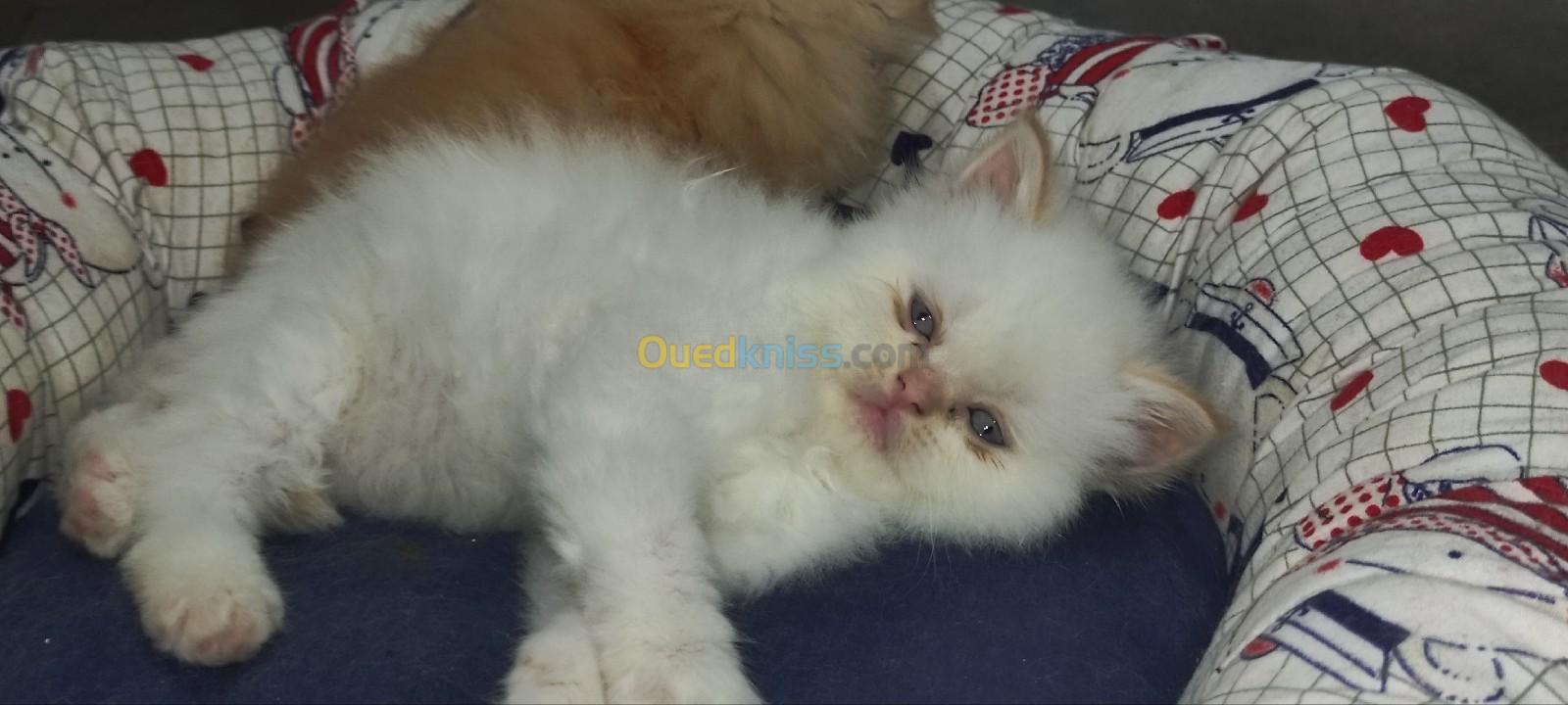 Chaton himalayen 