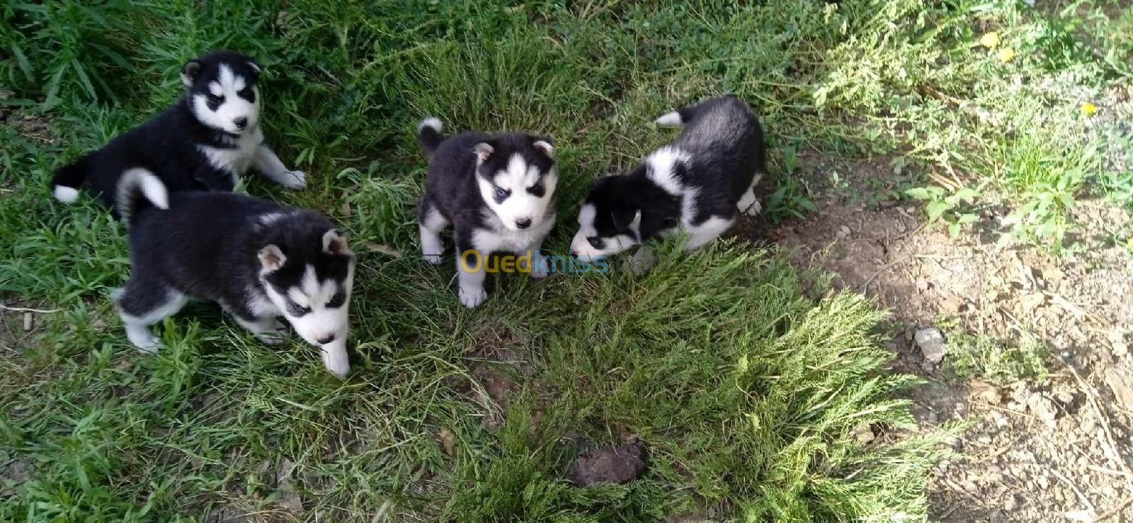 Husky sibérien 