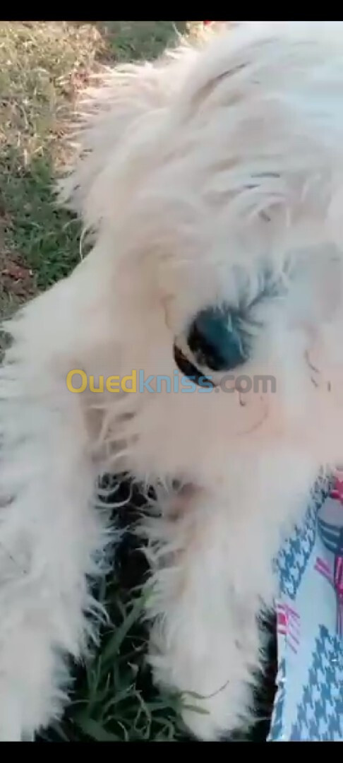 Caniche bichon maltais avendre