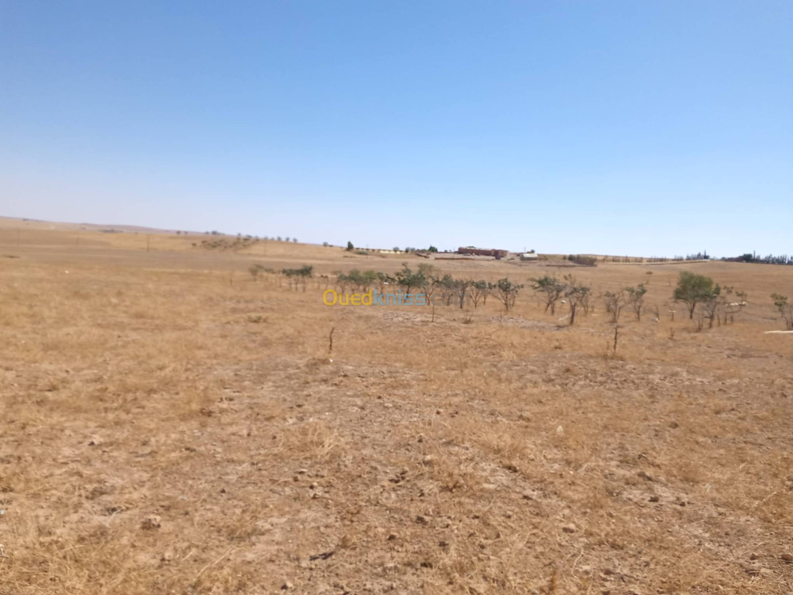 Vente Terrain Agricole Tiaret Sougueur