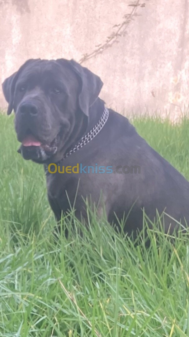 Cane corso