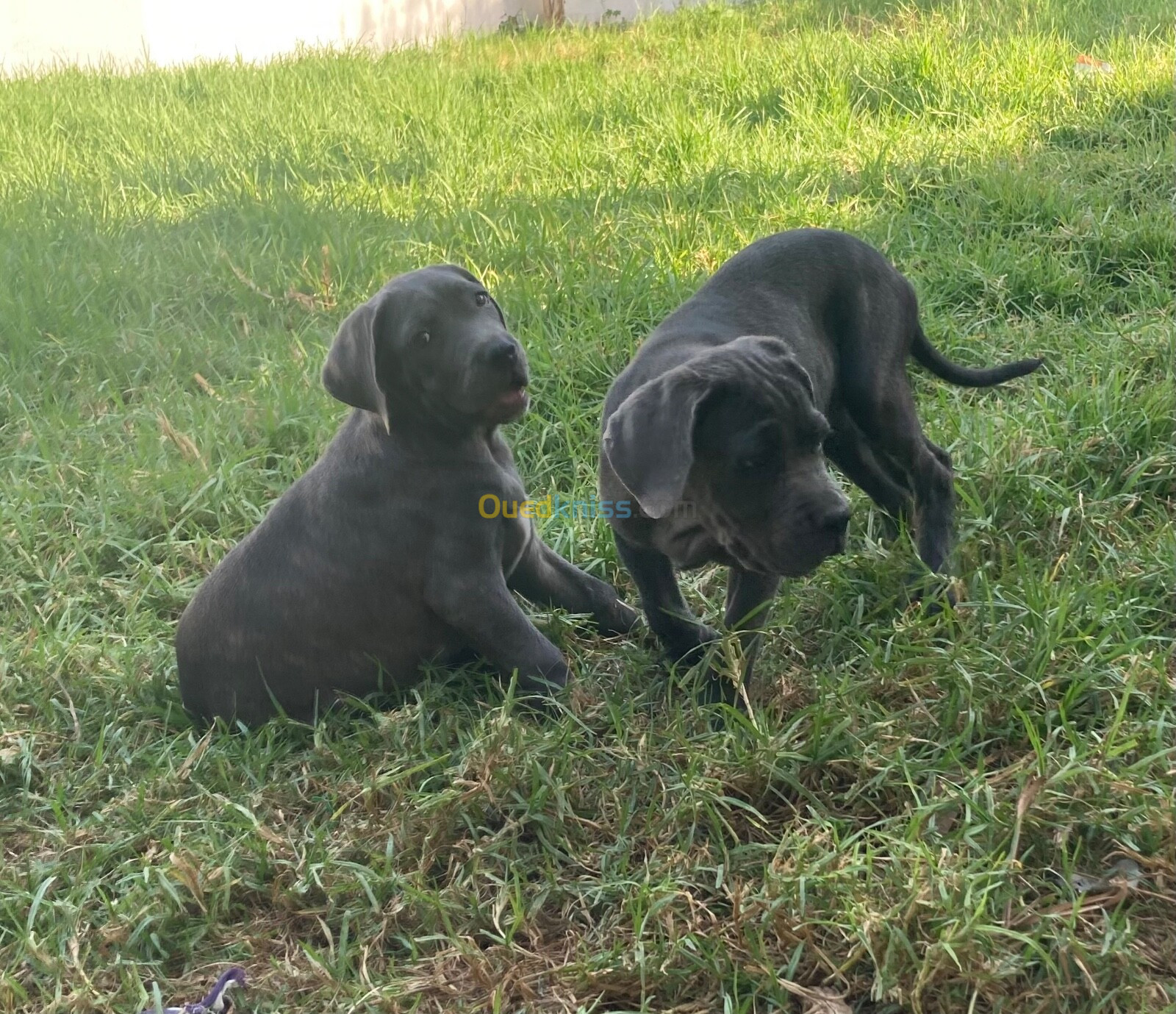 Cane corso