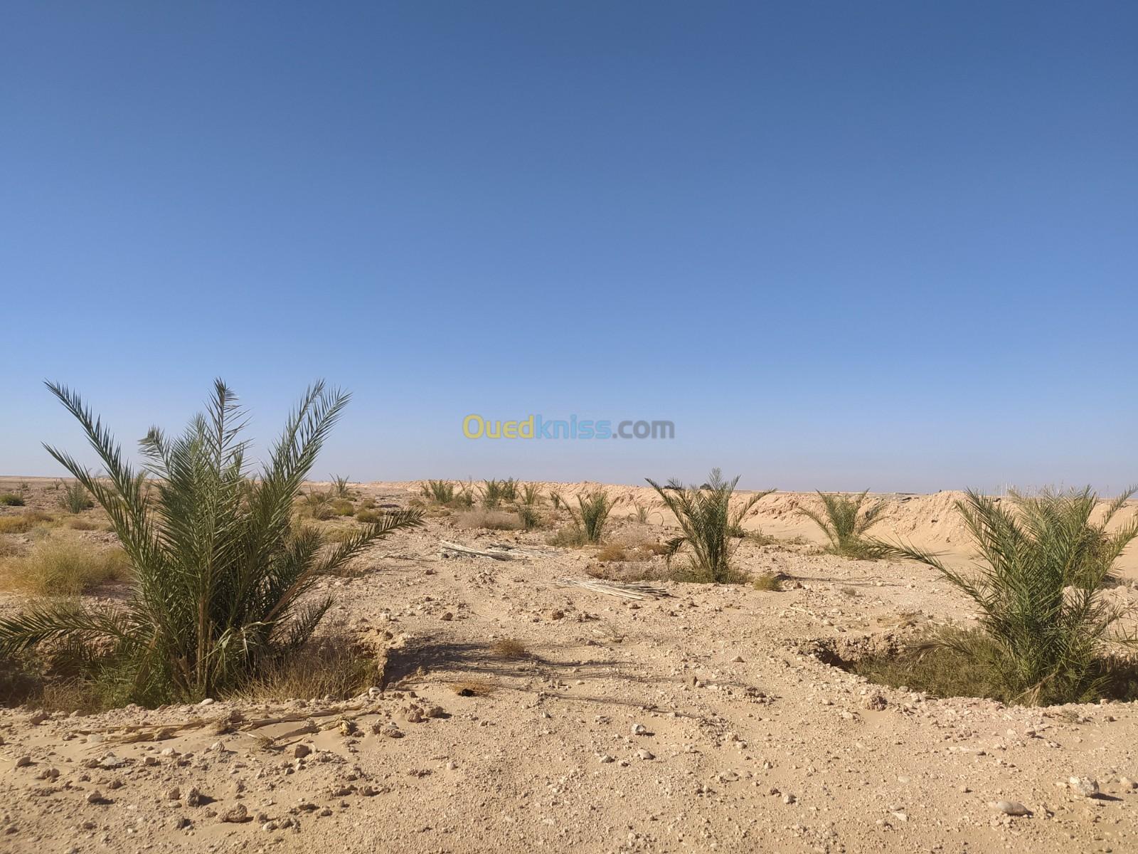 Vente Terrain Agricole Biskra Lioua