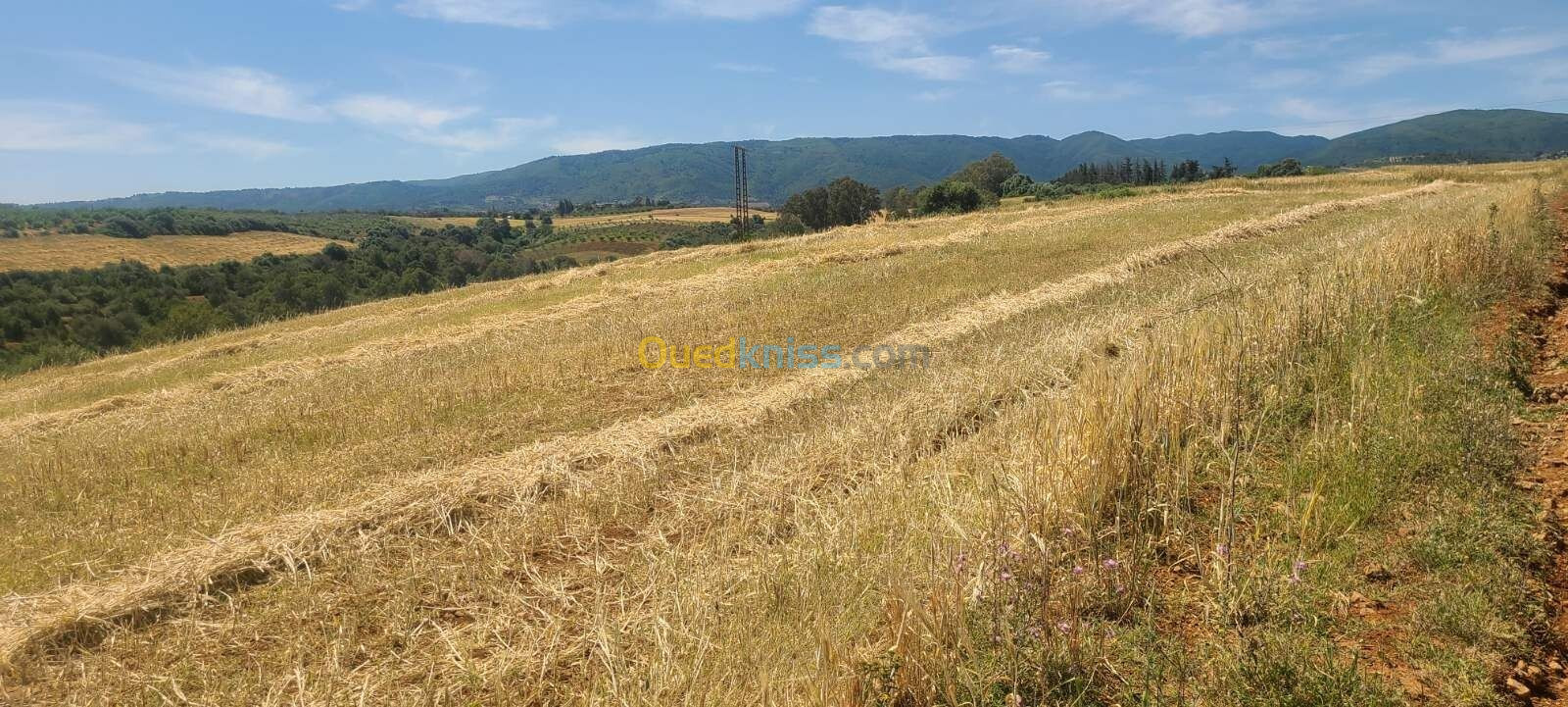 Vente Terrain Agricole Tipaza Meurad