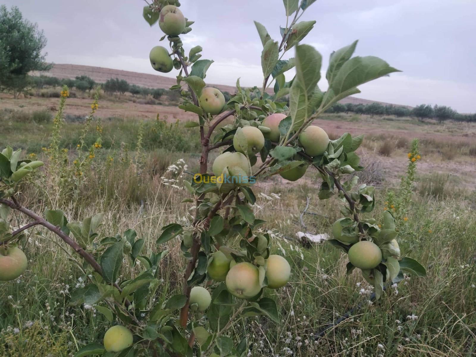 Vente Terrain Agricole Djelfa Ain el ibel