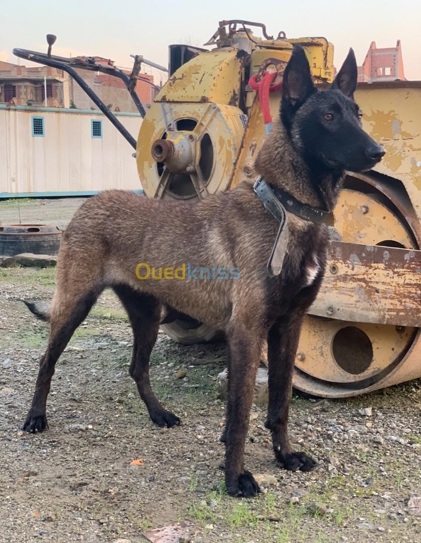 femelle malinois masque noir 