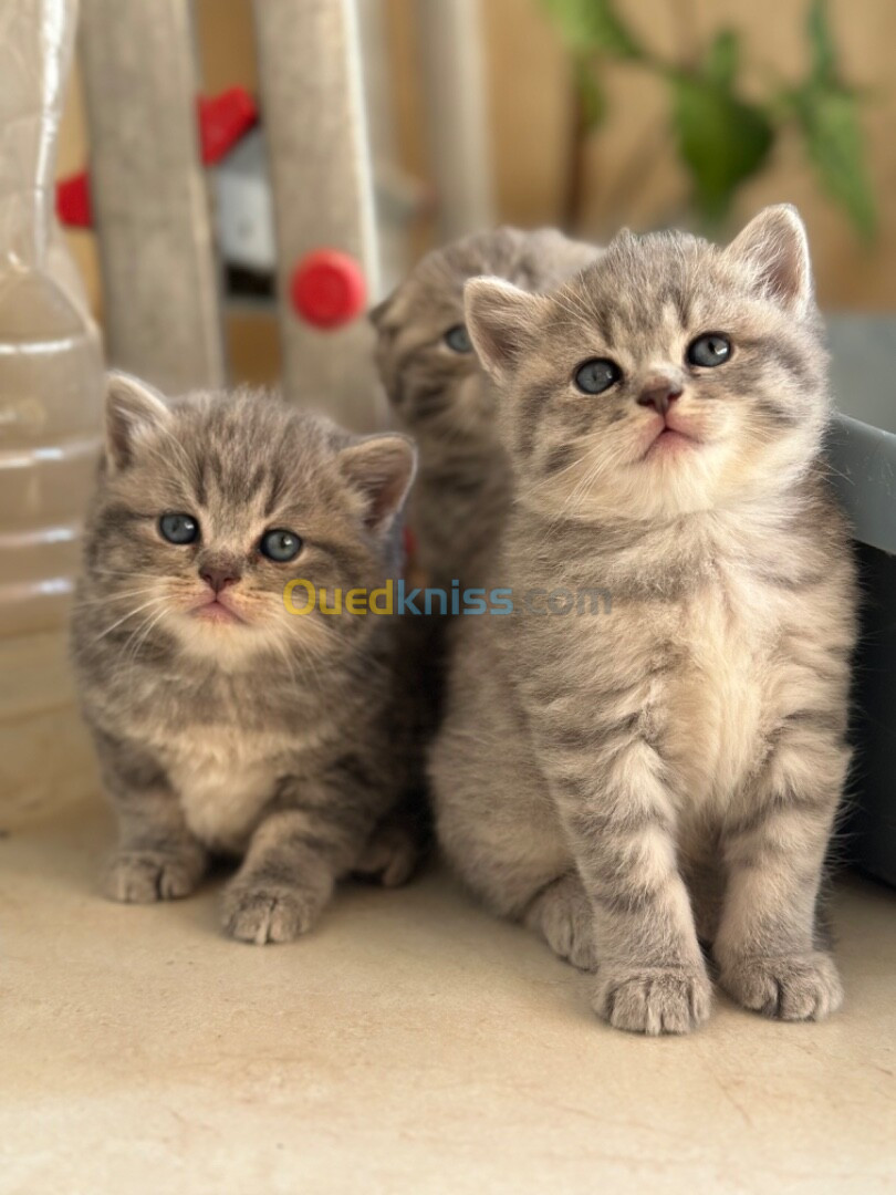 Chatons British et scottish 