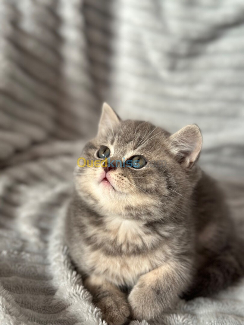 Chatons british shorthair 