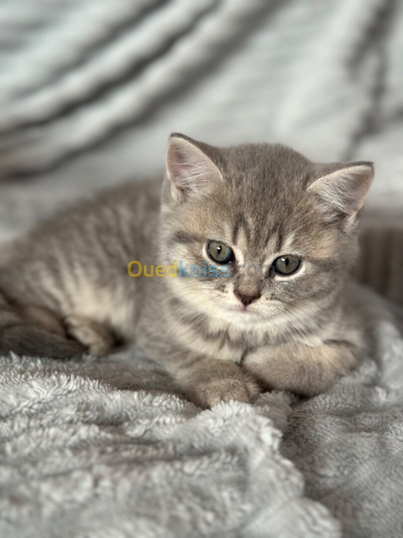 Chatons british shorthair 