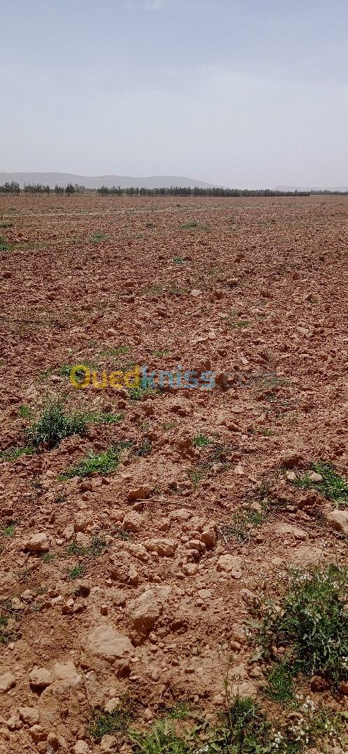 Vente Terrain Agricole Djelfa Ain oussara