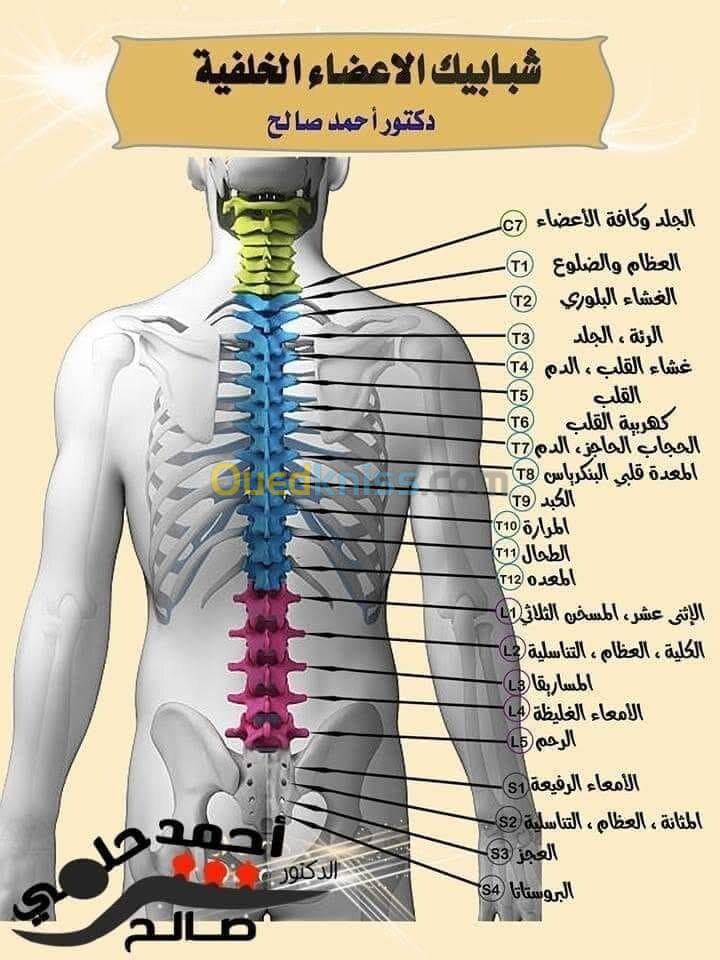 Hijama Therapeutique 