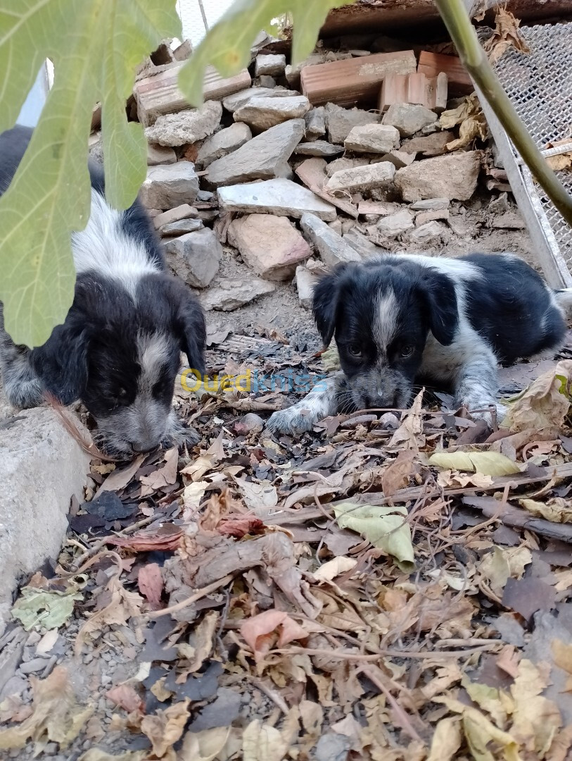 Chien de chasse espagnol bleue de Picardie 