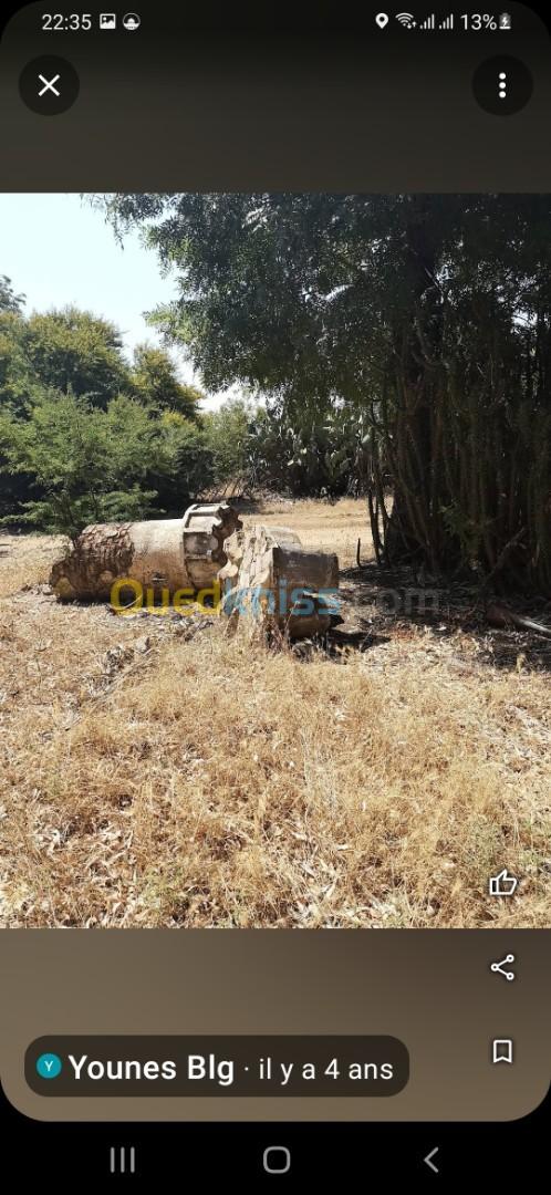 Vente Terrain Agricole Skikda Azzaba