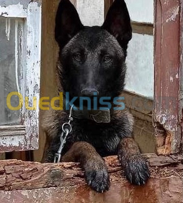 Chien malinois charboné