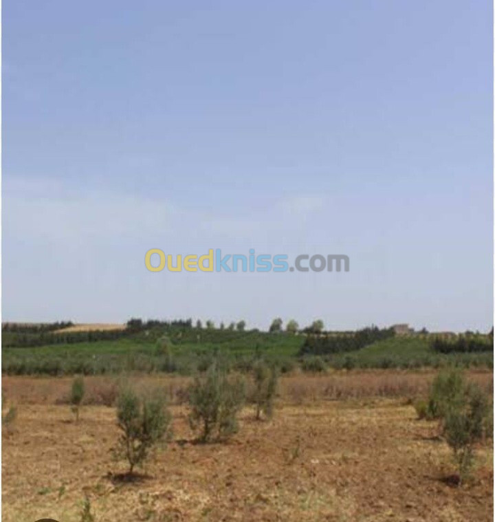 Vente Terrain Agricole Oran Arzew