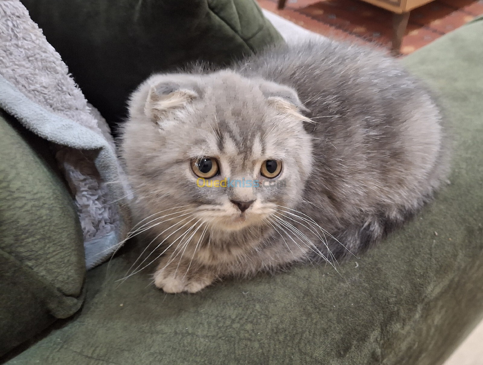 Chat Scottish fold male