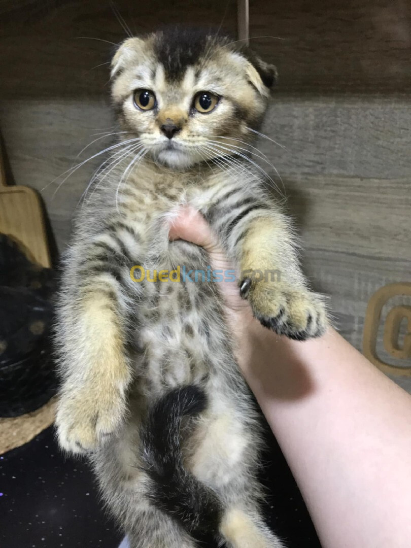 Chat scottish fold mal