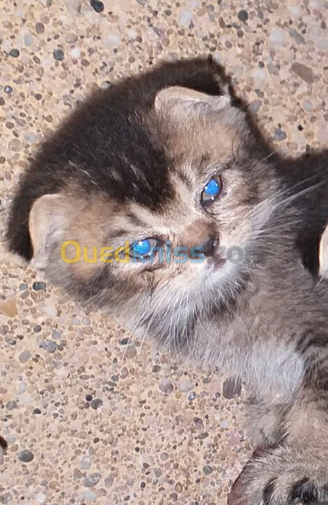 Chat scottish fold mal brown gold 