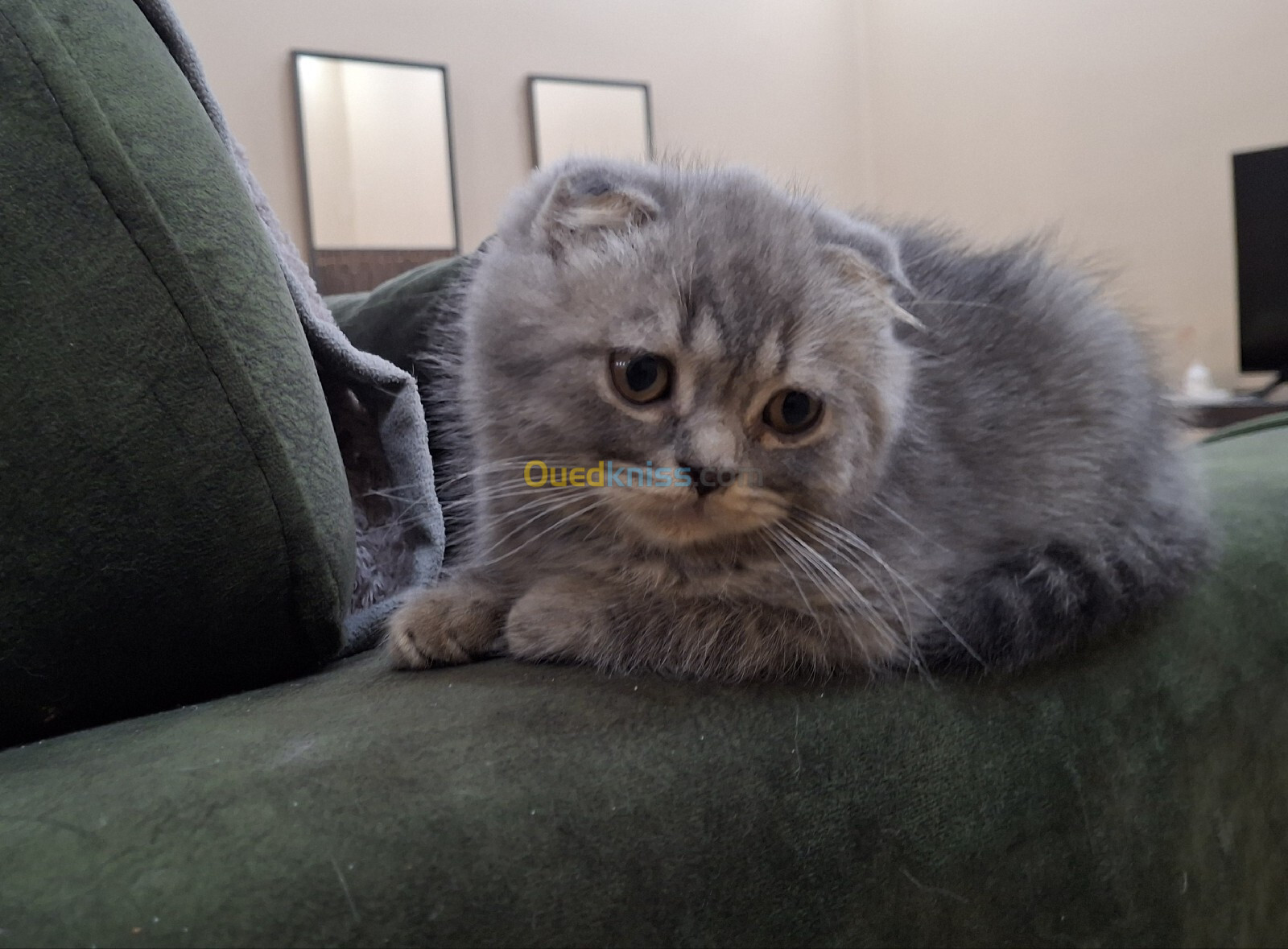 Chat Scottish fold male