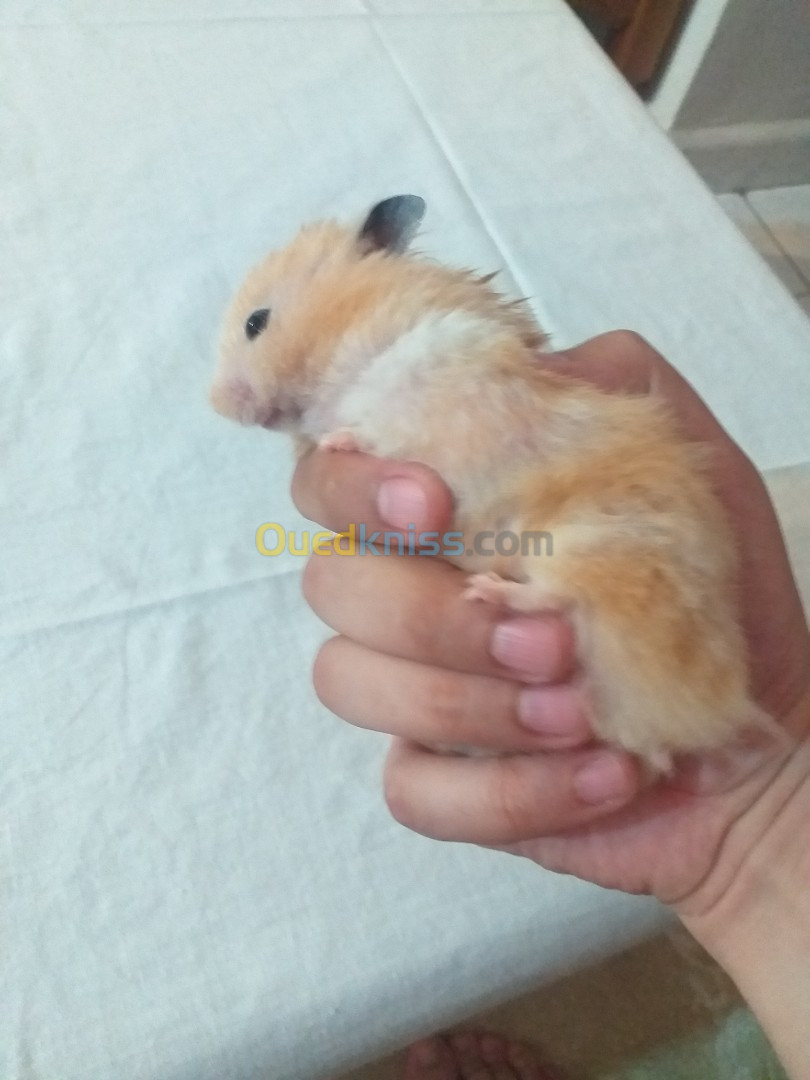 Hamsters dorés هامستر ذهبي 