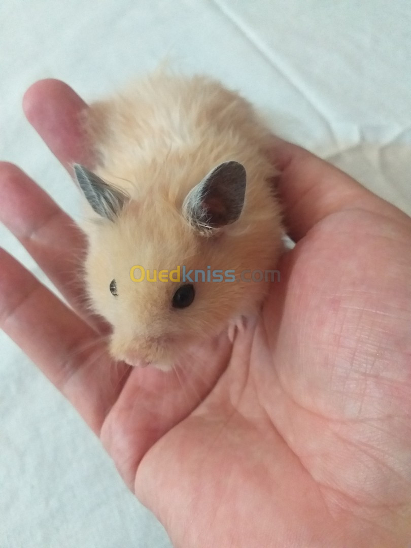 Hamsters dorés هامستر ذهبي 