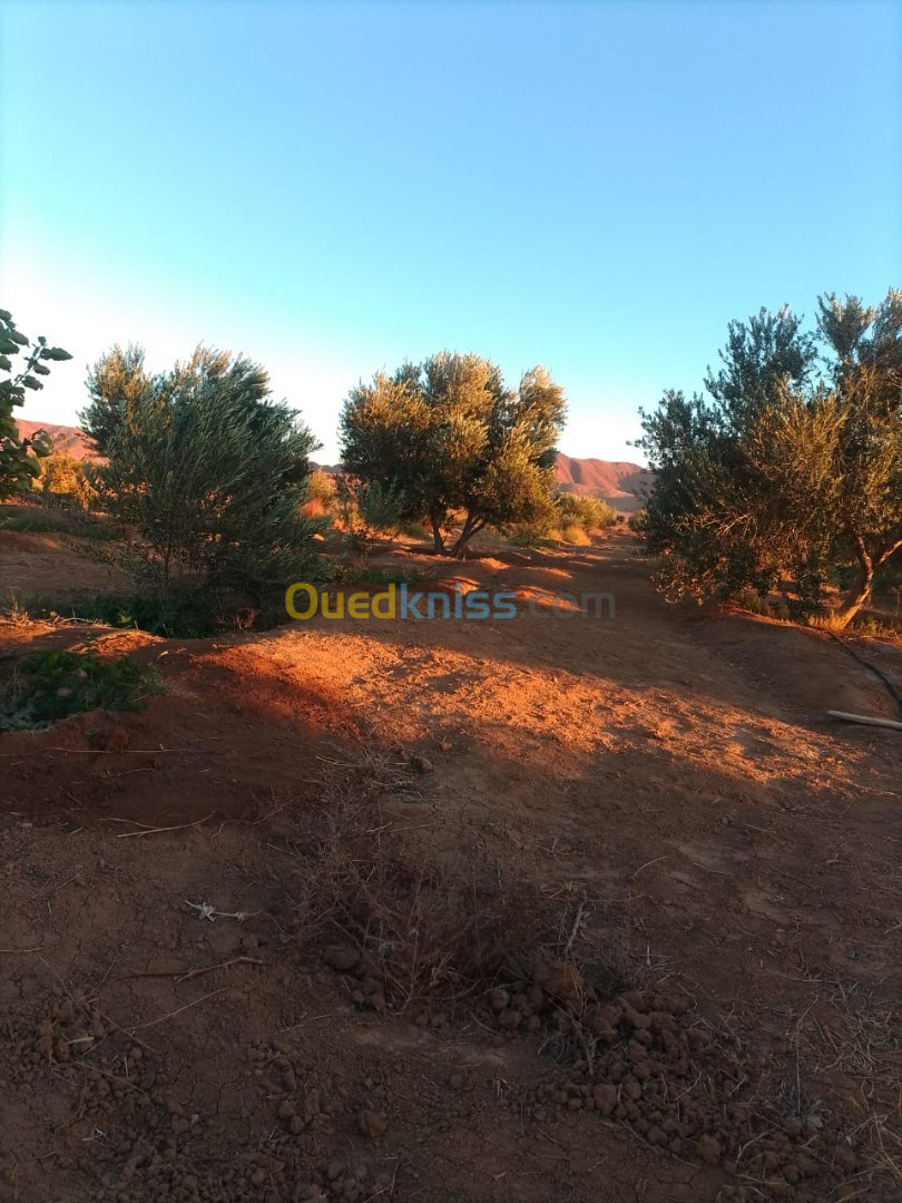 Vente Terrain Agricole Biskra El outaya