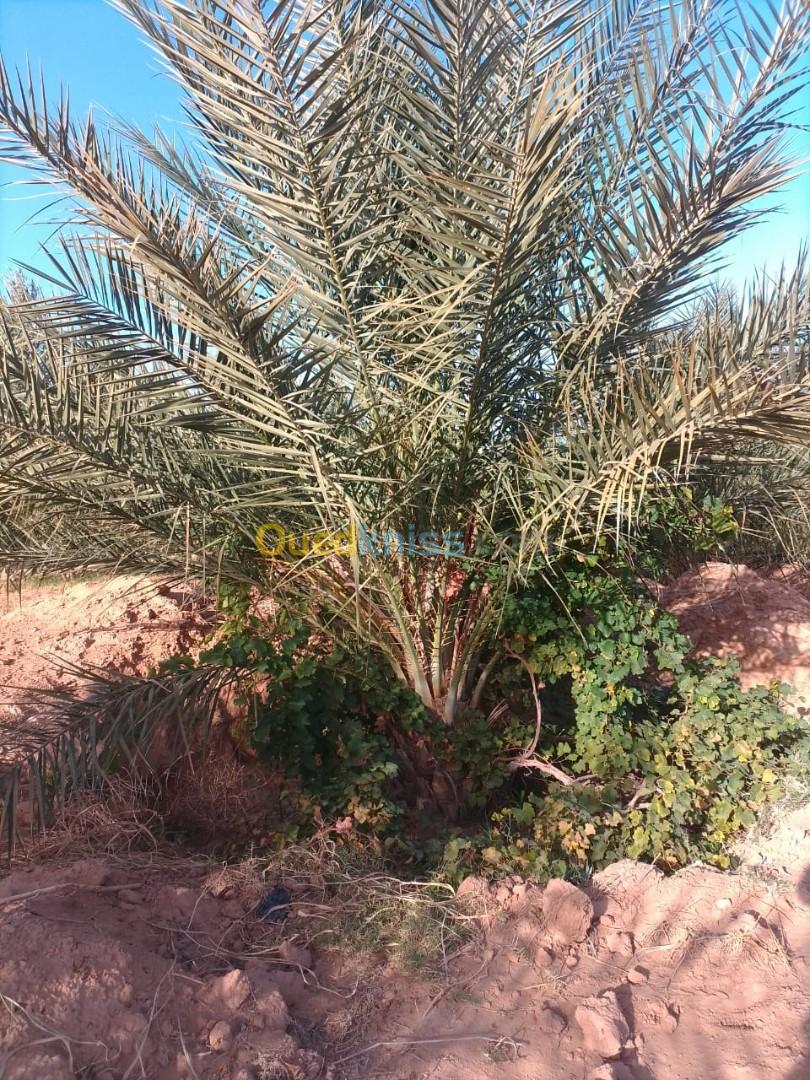 Vente Terrain Agricole Biskra El outaya