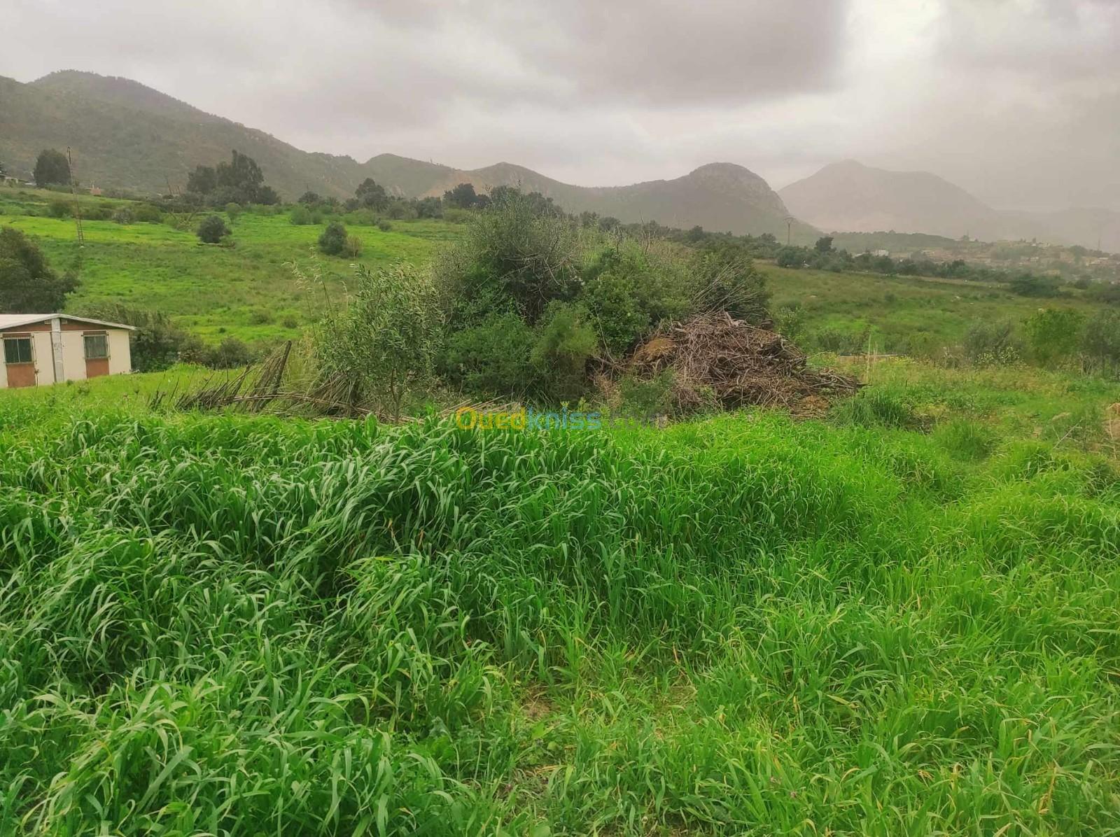 Vente Terrain Boumerdès Keddara