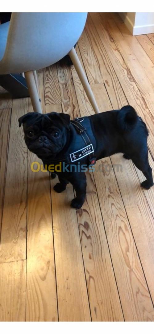 Carlin pug black 