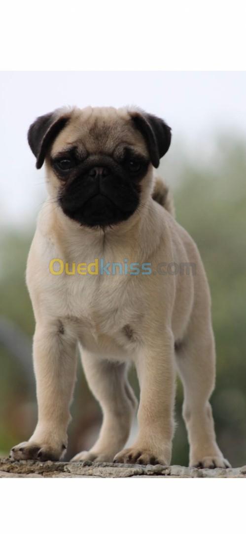 Carlin ou pug pure race 