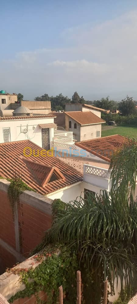 Vente Villa Alger Les eucalyptus