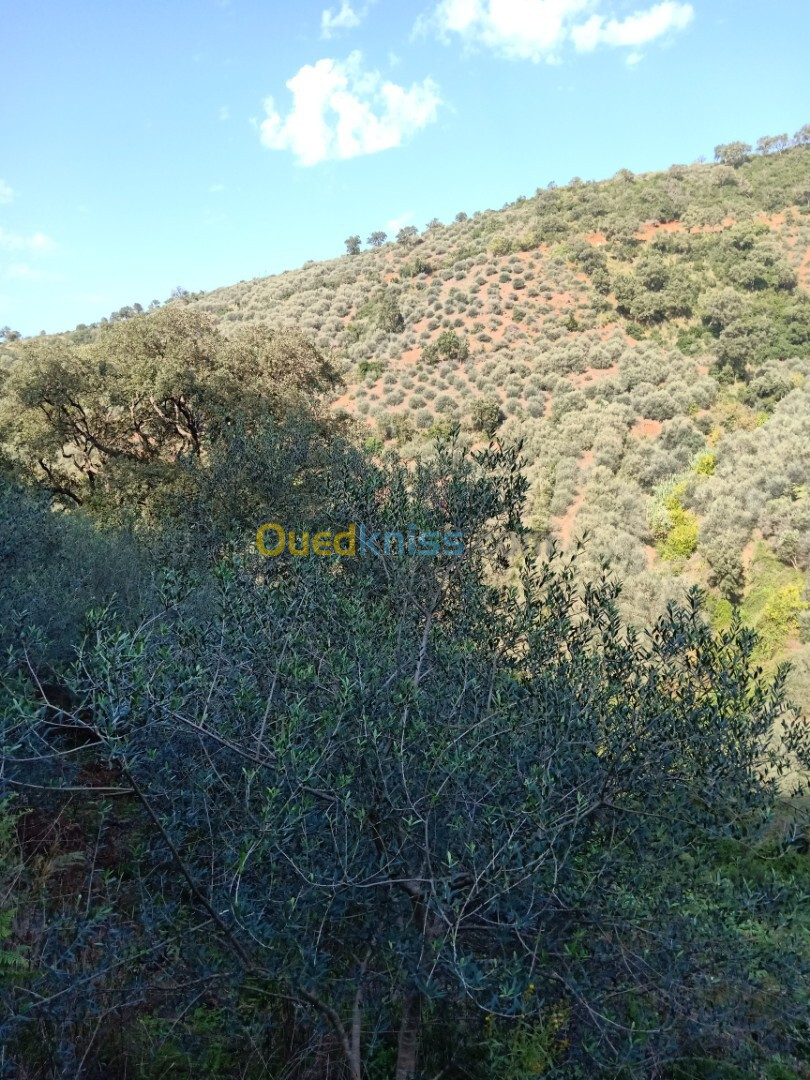 Vente Terrain Jijel Sidi abdelaziz