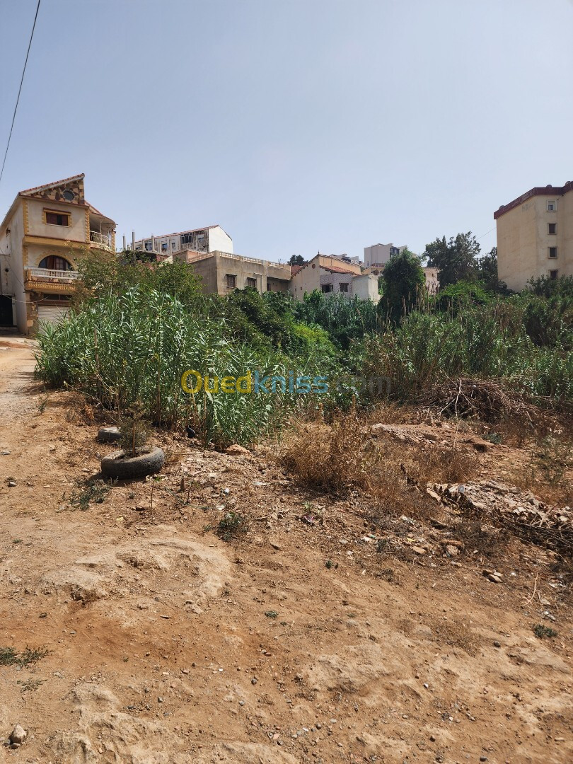 Vente Terrain Tipaza Bou ismail