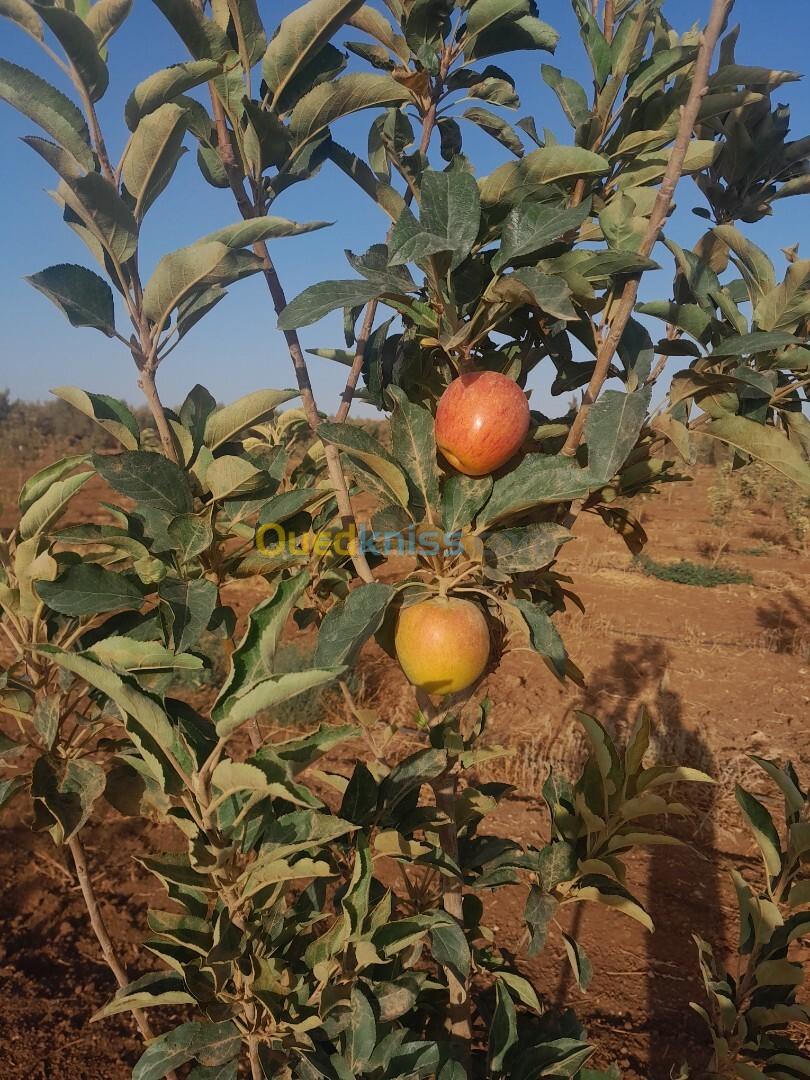 Vente Terrain Agricole Mascara El gaada