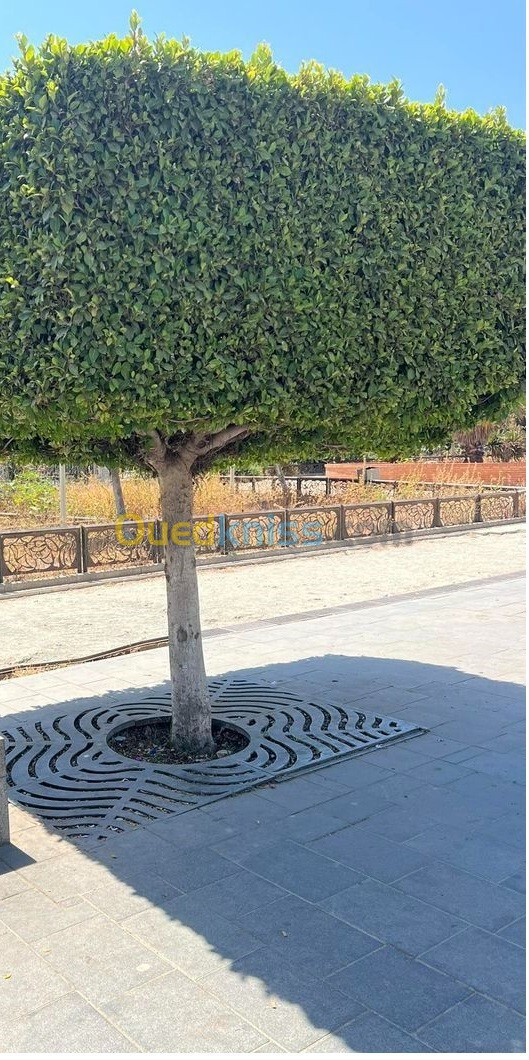 Ficus nitida ou Ficus microcarpa  "Retusa" شجرة الفيكيس