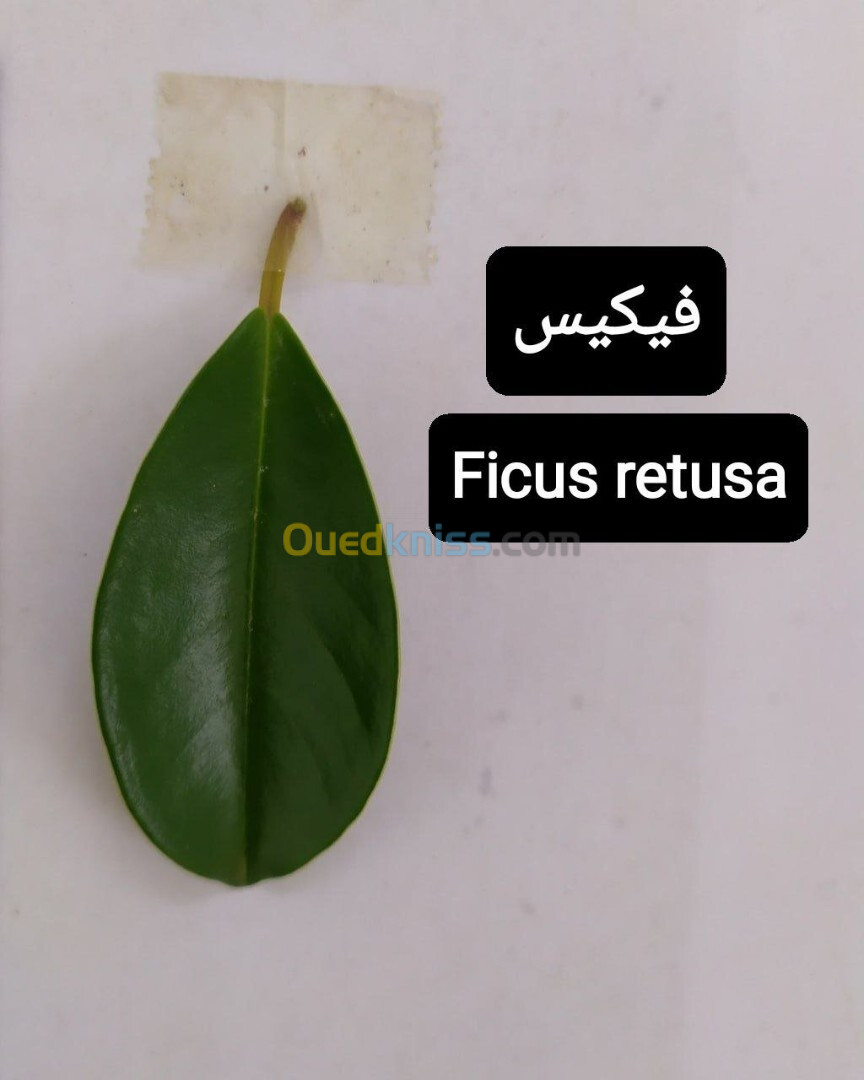 Ficus nitida ou Ficus microcarpa  "Retusa" شجرة الفيكيس